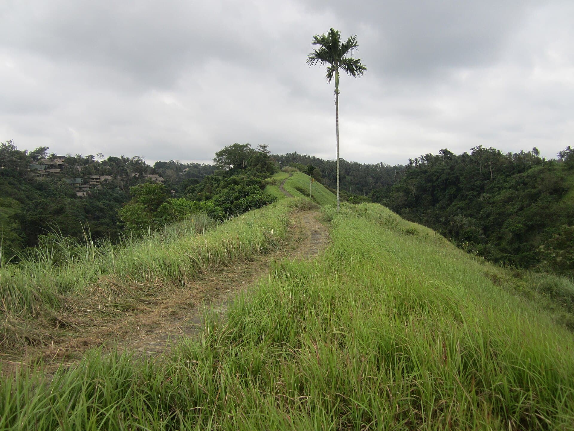 Het pad over de Campuhan-heuvelkam met een enkele palm en hoog gras
