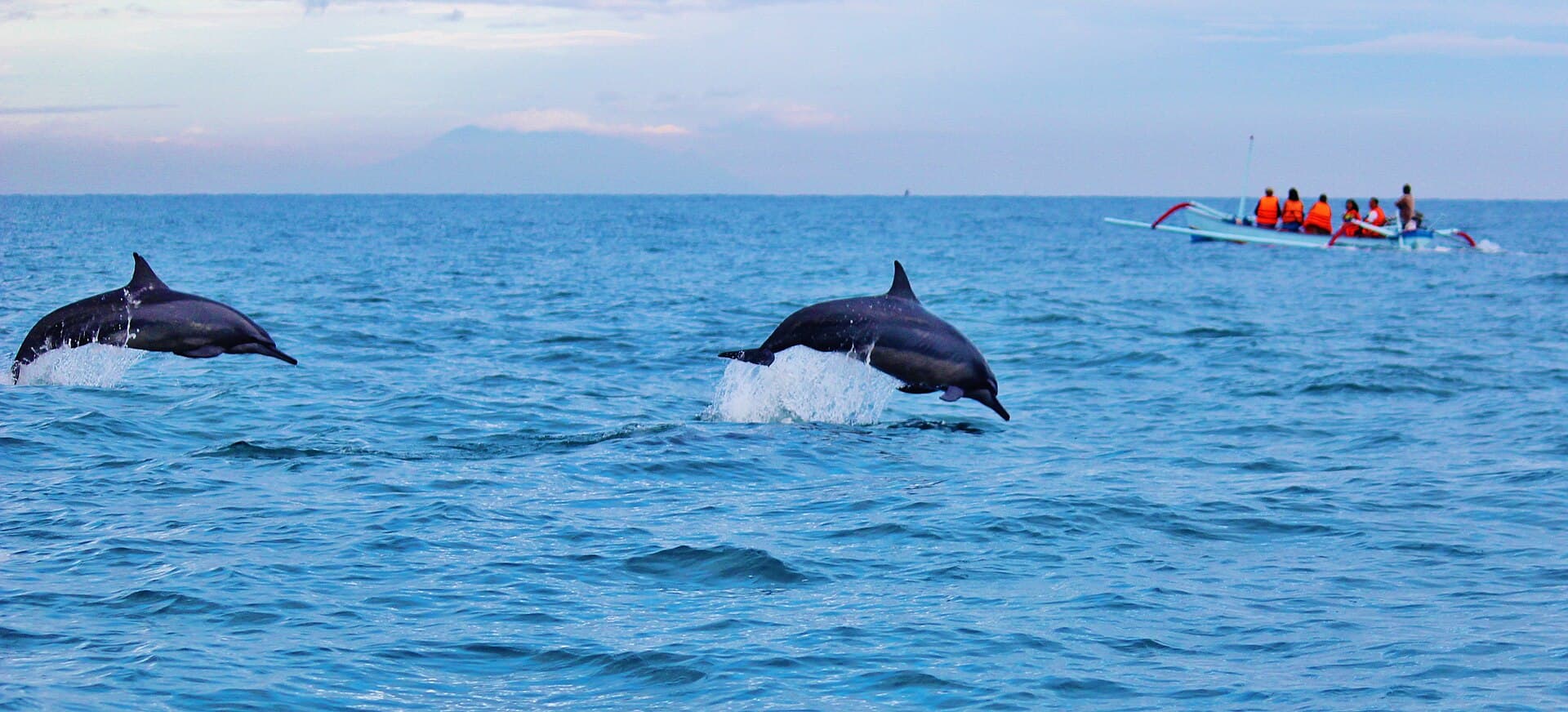 Dolfijnen springen uit het water voor de kust van Lovina, met een bootje op de achtergrond
